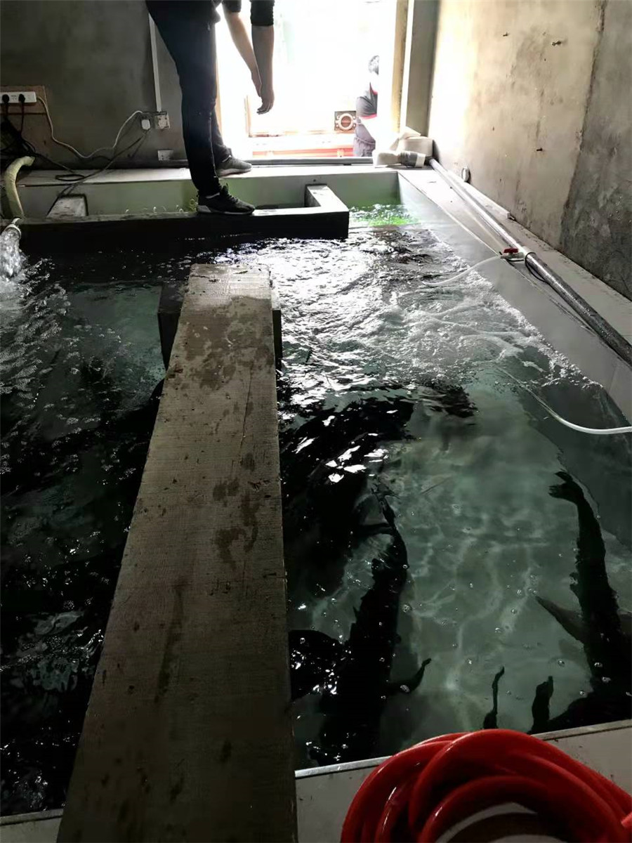 大头鱼展示