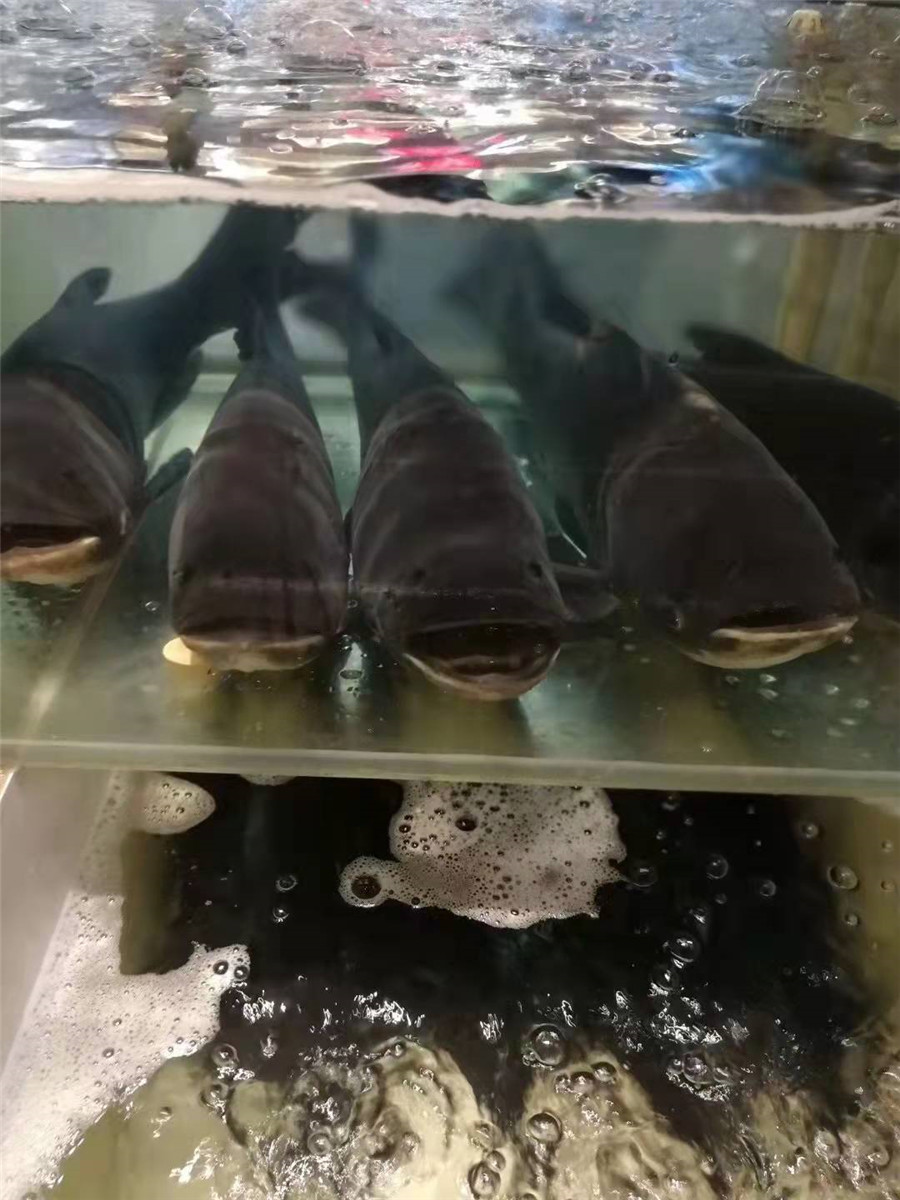 大头鱼展示