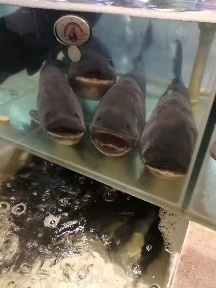 大头鱼展示